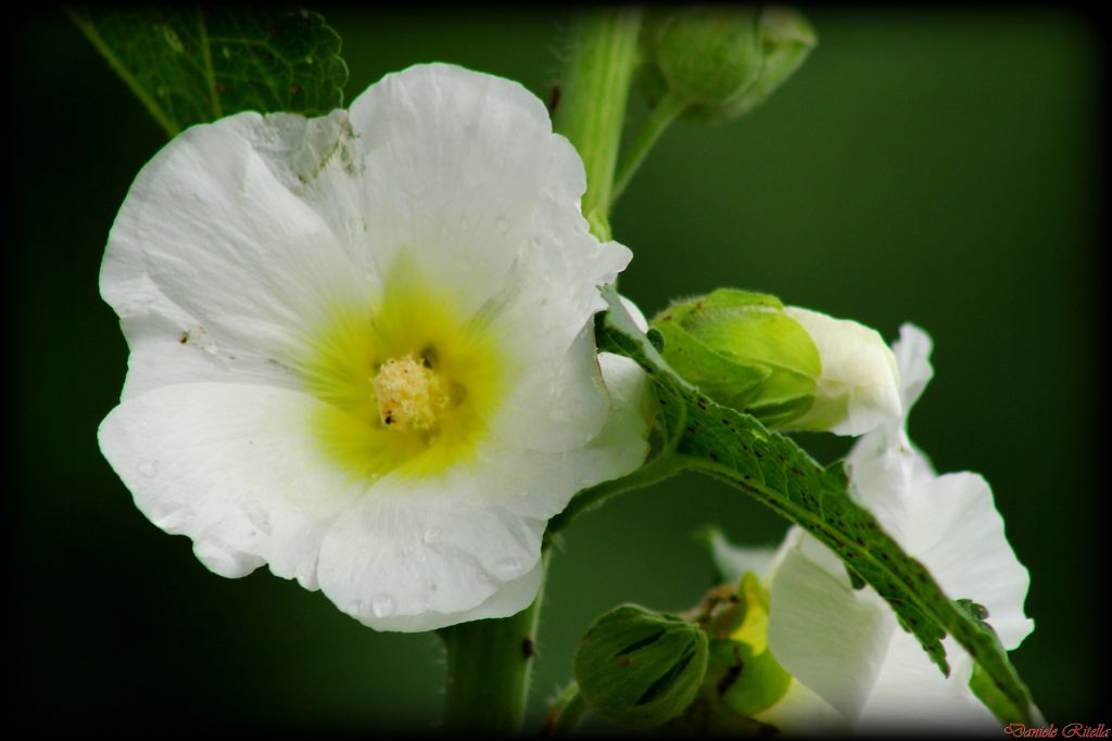 Fiore di quale pianta??? - Alcea sp.